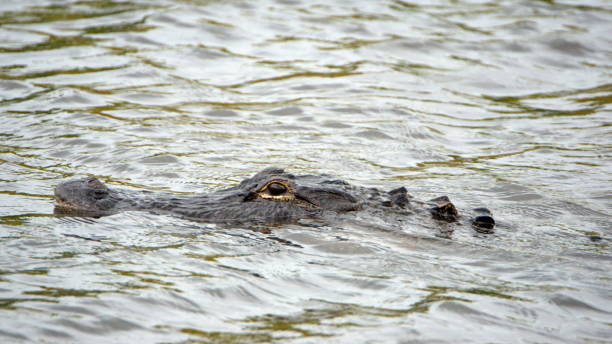 istock Alligator in a canal 1293543532