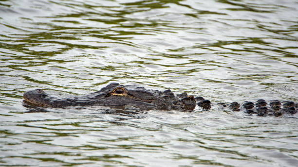 istock Alligator in a canal 1293543655