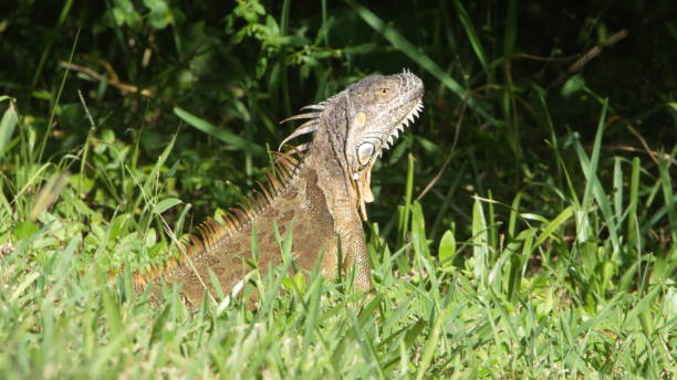 istock Orange iguana in the grass 1293544390
