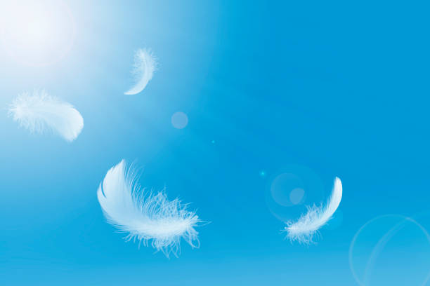 istock Abstract, Light white feathers floating in the sky.  feather freedom concept. 1293546623