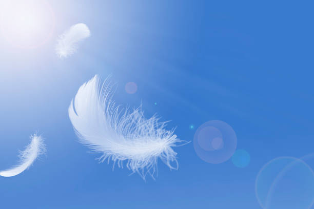 istock Abstract, Light white feathers floating in the sky.  feather freedom concept. 1293546624
