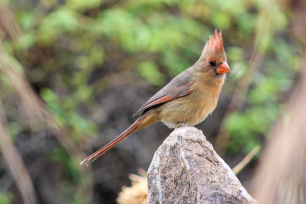 istock Female Northern Cardinal 1293546644