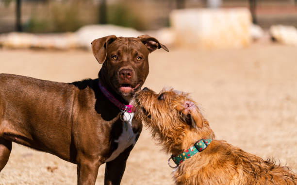 istock Dogs playing at Dog Park 1293547251