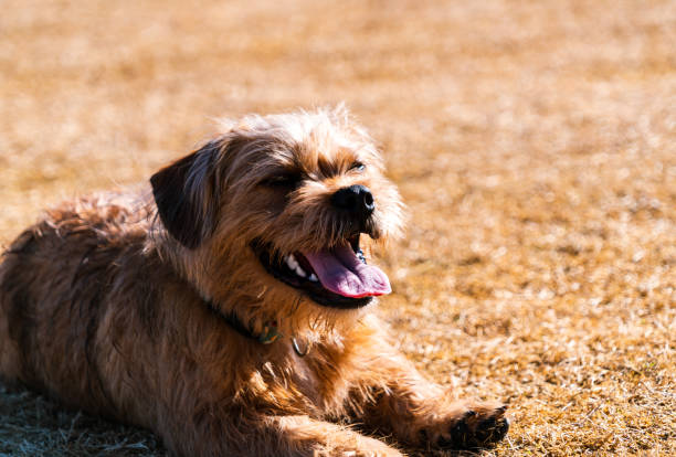 istock Happy Dog laying down in the grass 1293547278
