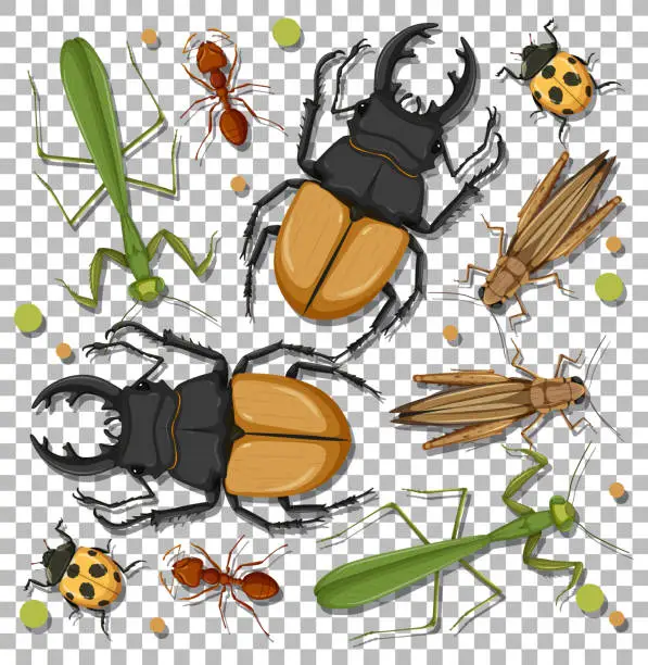 Vector illustration of Set of different insects on transparent background