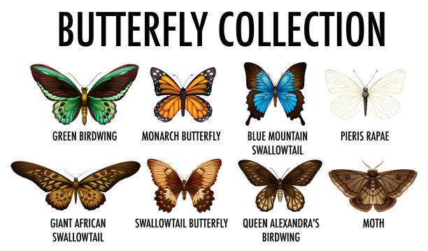 Butterfly Legs Illustrations, Royalty-Free Vector Graphics & Clip Art ...