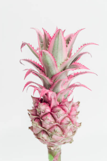 istock Dwarf Ornamental Pineapple red mini flower. close up one tropical bloom per stem, view from above. 1293553663