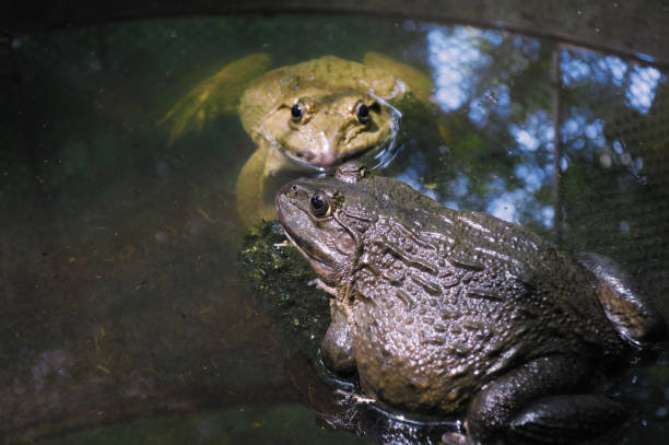 Big two yellow and brown frogs Big two yellow and brown frogs that floating in the cultivate small pond giant frog stock pictures, royalty-free photos & images