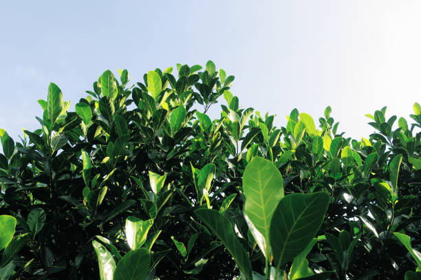 istock Green jackfruit plant leaves 1293555775