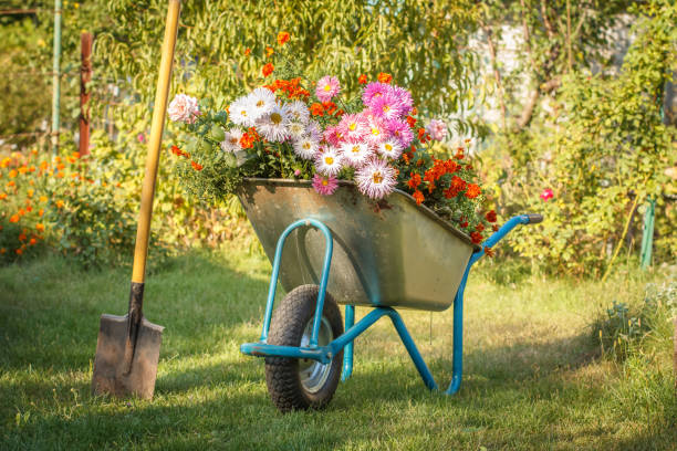 istock Summer garden with wheelbarrow on green grass. 1293556565