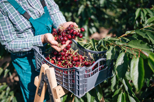 istock Close up of harvested cherries in crate. 1293559930