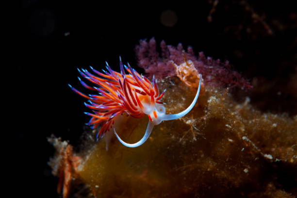 vita marina nudibranch underwater beauty punto di vista subacqueo - nudibranch foto e immagini stock