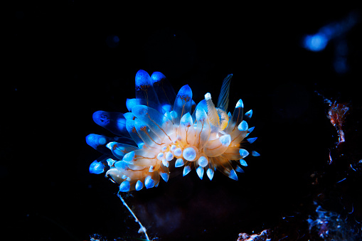 Sea life Nudibranch Underwater beauty Scuba diver point of view