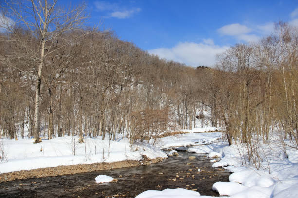 눈이 녹는 강과 푸른 하늘 - hokkaido japan stream forest 뉴스 사진 이미지