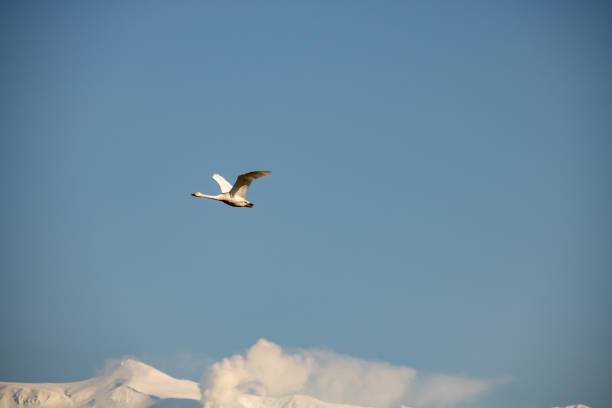 A swan flying in the sky