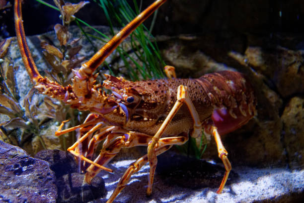 istock red shrimp in the aquarium 1293561989