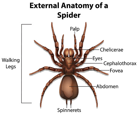 External Anatomy of a Spider on white background illustration