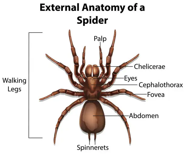 Vector illustration of External Anatomy of a Spider on white background