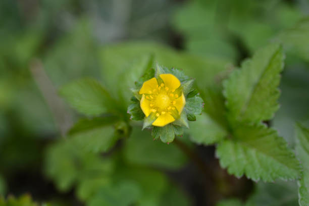istock Indian strawberry flower 1293563855