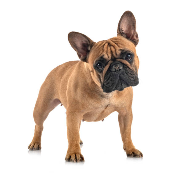 french bulldog french bulldog in front of white background bulldog stock pictures, royalty-free photos & images