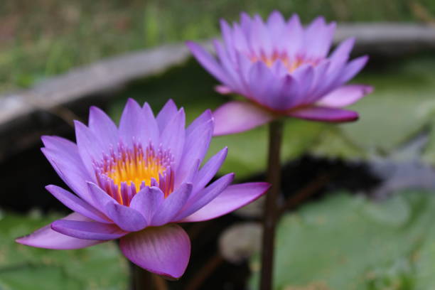 istock pink lotus flower 1293566766