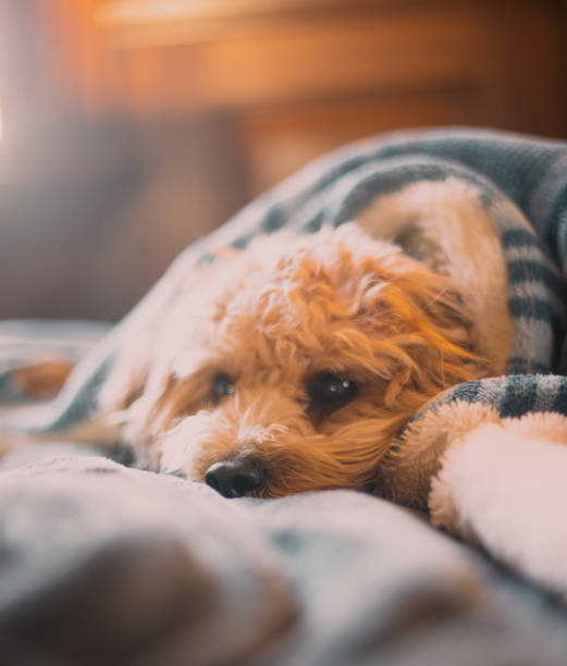 istock Lovely Dog laying down 1293566774