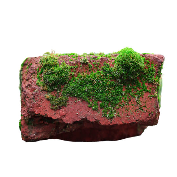 istock red brick with green moss. selective focus. the item is isolated on a white background 1293572020