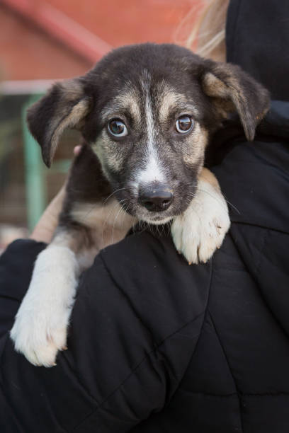 istock Small frightened shelter puppy 1293573298