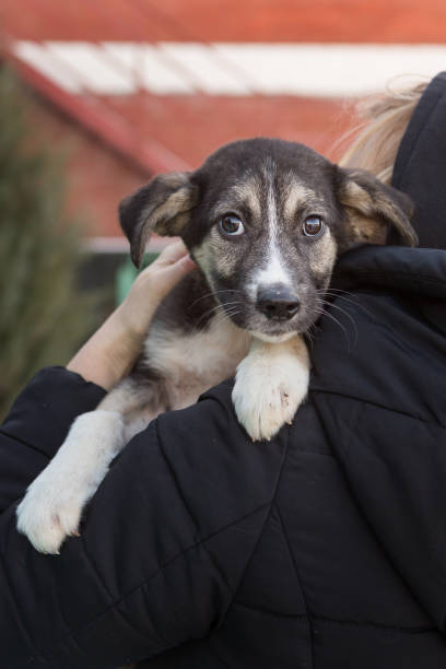 istock Small frightened shelter puppy 1293573324