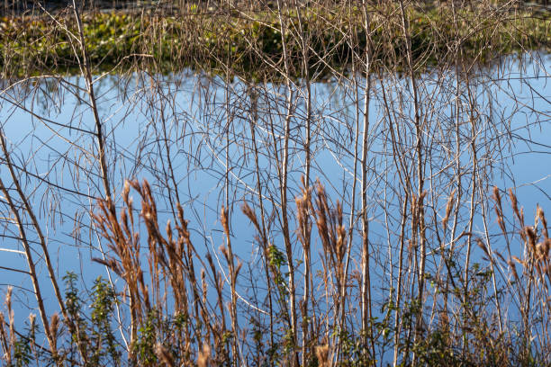 istock Dry plants  with calm water in background 1293574045