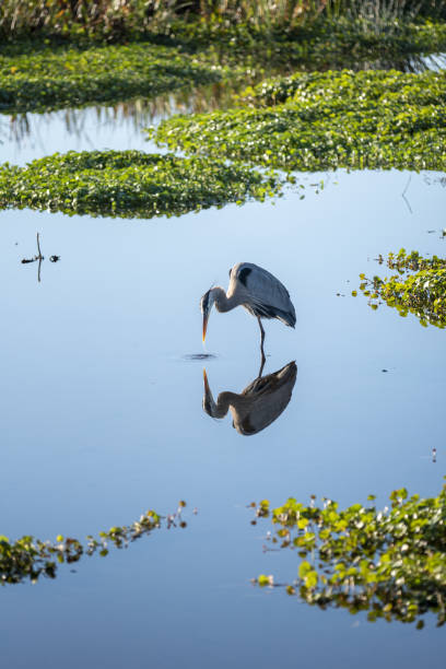 istock Reflected Great blue heron pulling beak out of water with water dripping off 1293574220