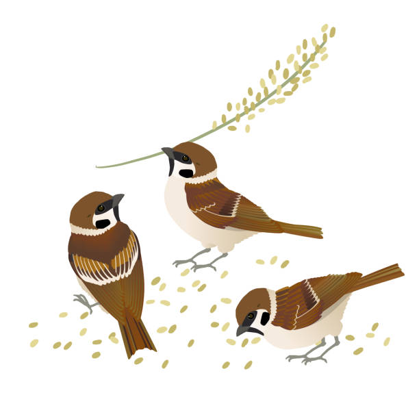 stockillustraties, clipart, cartoons en iconen met vectorillustratie van drie japanse swadlings die rijst eten - sparrows