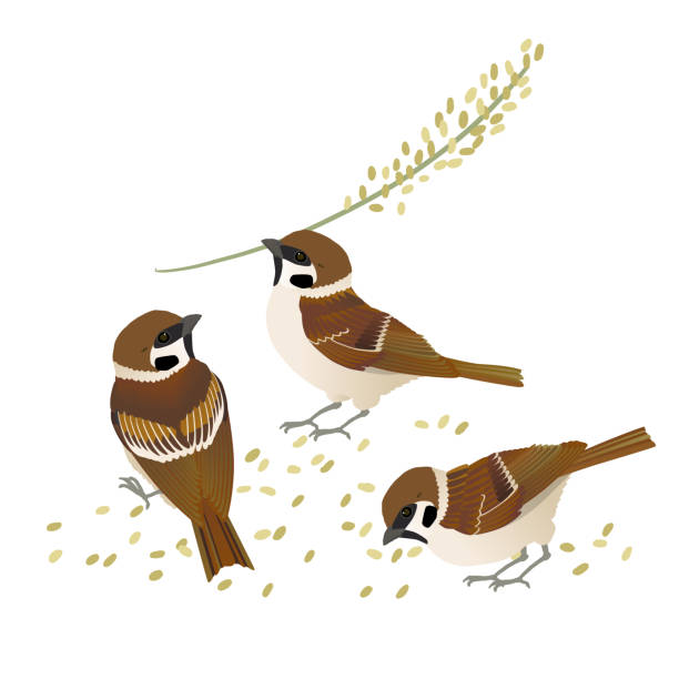 Vector illustration of three japanese swadlings eating rice Vector illustration of three sparrows eating rice swallow bird stock illustrations