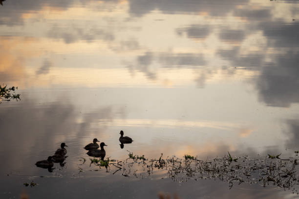 Early morning sky and clouds reflected with floating ducks. Photo taken at Sweetwater Wetlands Park in Gainesville, Florida. Nikon D750 with Nikon 200mm macro lens