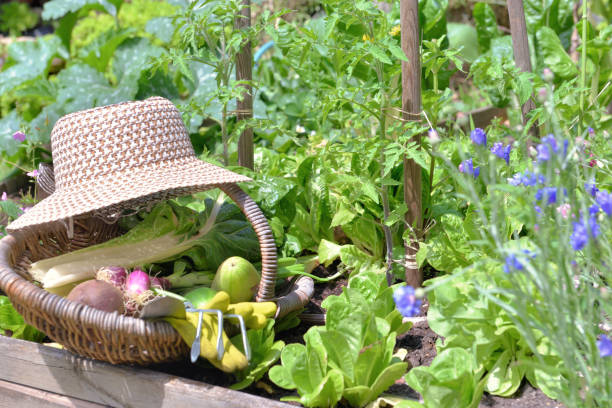 istock wicker hat put on a basket with fresh vegetables in a little vegetable garden 1293575408