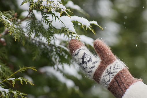 Close-up of girl in warm gloves brushing snow off the branches of fir tree in the forest