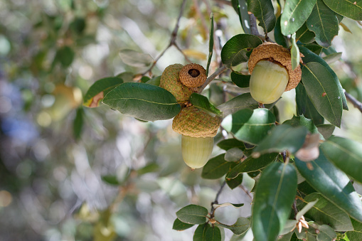 Green Immature indehiscent acorn nut fruit of Canyon Live Oak, Quercus Chrysolepis, Fagaceae, native monoecious perennial evergreen arborescent shrub in the San Jacinto Mountains, Peninsular Ranges, Autumn.