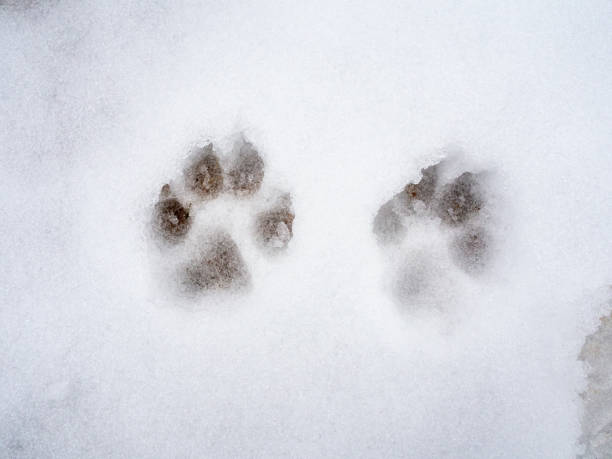 istock Snowy texture. White background with no focus. Dog tracks in the snow 1293577525