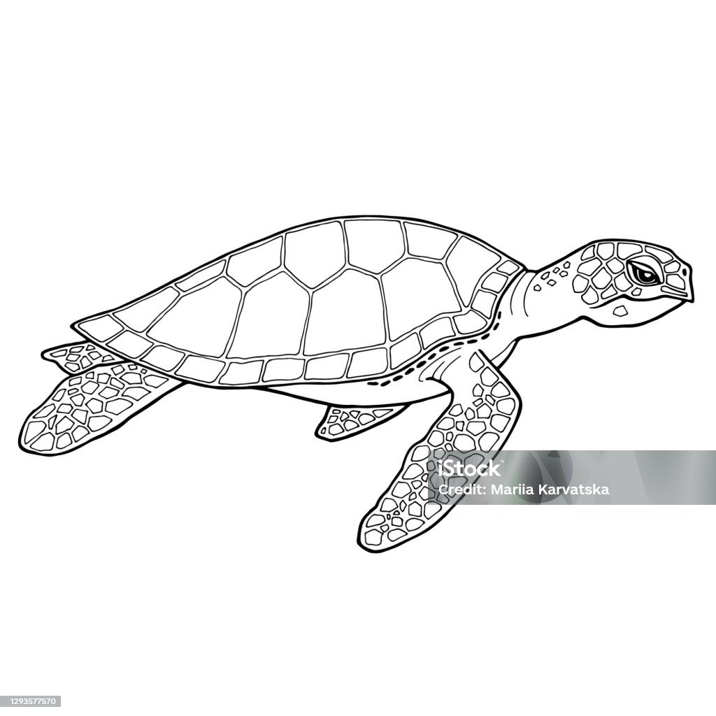 Học Cách Vẽ Con Rùa Biển Thật Đơn Giản Và Sinh Động