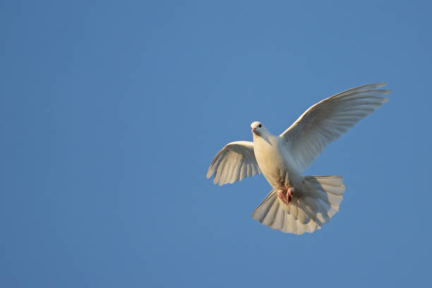 istock sacred white dove flies in the blue sky 1293577593