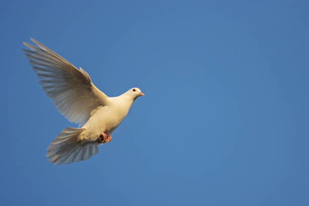 istock white dove in the sunset rays flies across the blue sky 1293577595
