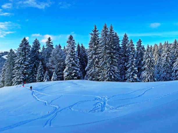 Wonderful winter hiking trails and traces on the fresh alpine snow cover of the Swiss Alps, Schwägalp mountain pass - Canton of Appenzell Ausserrhoden, Switzerland (Kanton Appenzell, Schweiz) stock photo