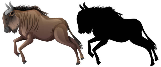 illustrations, cliparts, dessins animés et icônes de ensemble de caractère de dessin animé de wildebeest - gnou
