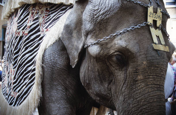 istock Portrait of an Elephant 1293580053