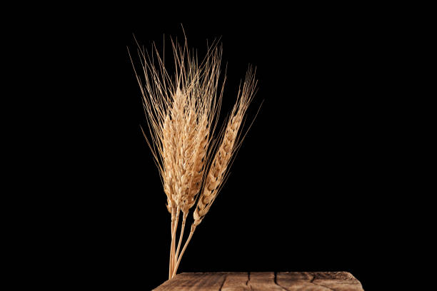 orelhas secas de trigo ou centeio e tábua de corte vintage em fundo preto. cor dourada natural da planta - wheat ears - fotografias e filmes do acervo