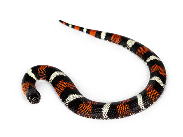 istock Tri-color hognose snake on white 1293581615