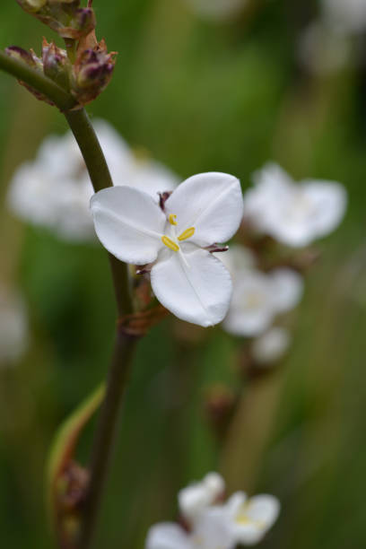 istock New Zealand satin flower 1293582023
