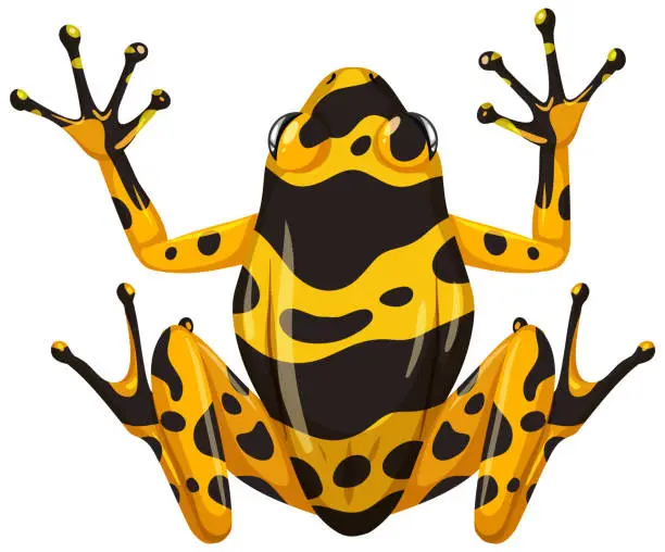 Vector illustration of Yellow banaded frog isolated on white background