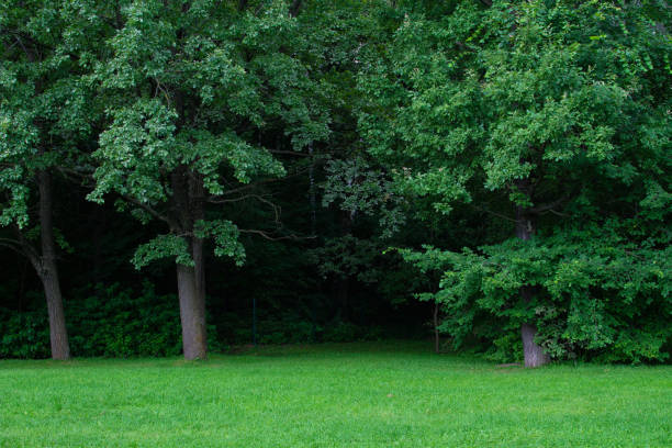 istock Horizon of meadow and forest and green plain meadow 1293583025