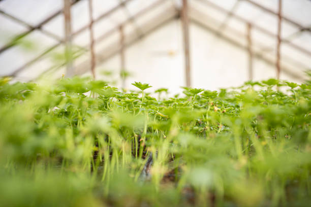 Growing flowers in greenhouse conditions. Growing seedlings in a greenhouse.